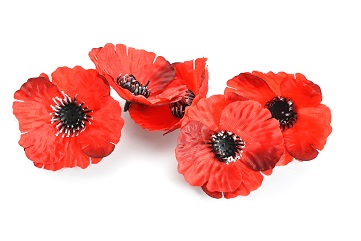 https://townofwappingerny.gov/wp-content/uploads/2025/05/Poppyflower-360.jpg